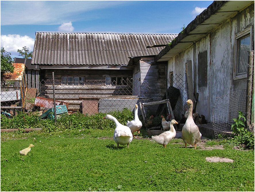 Фото деревенский дворик