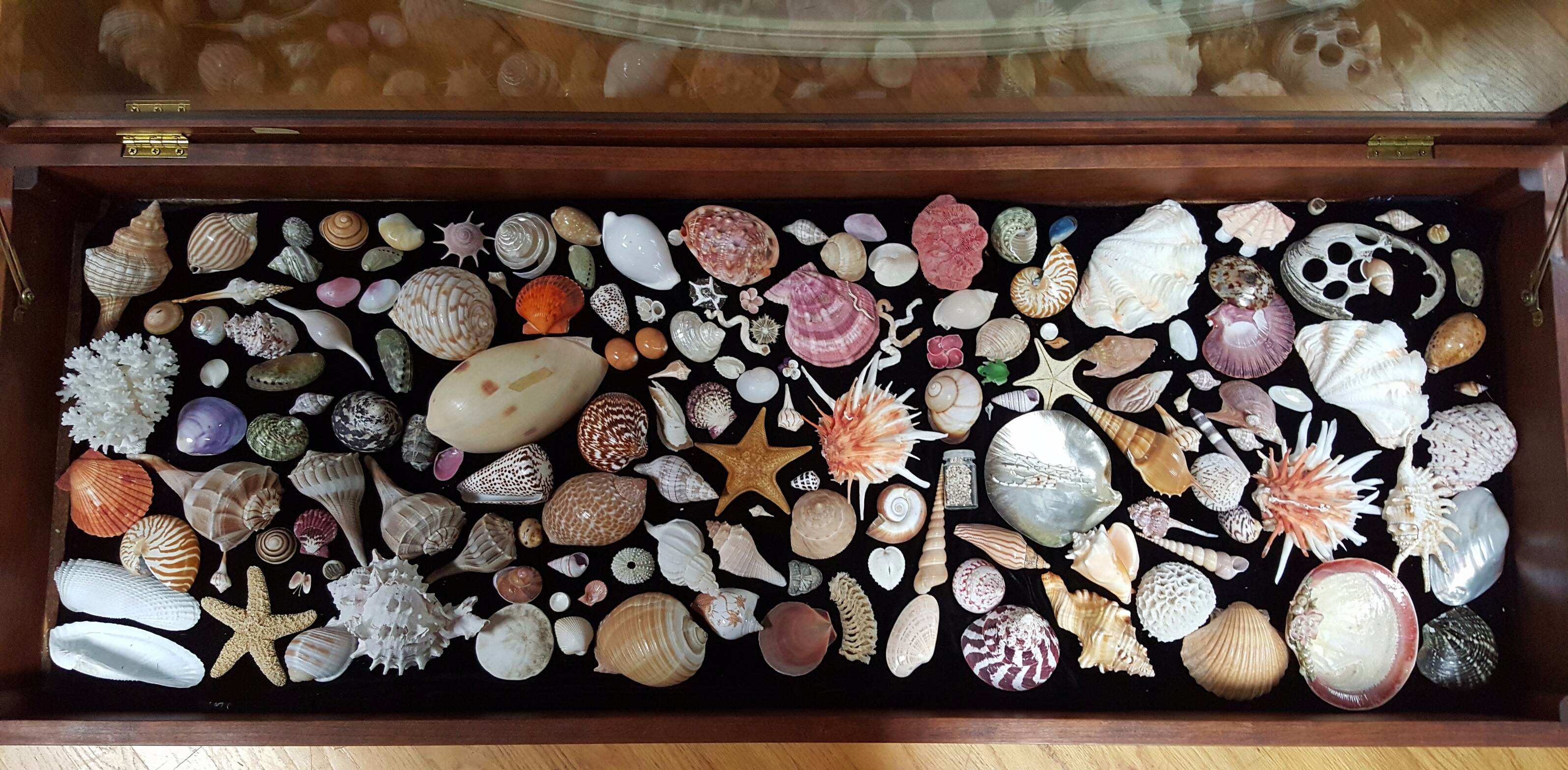 seashell display compressed