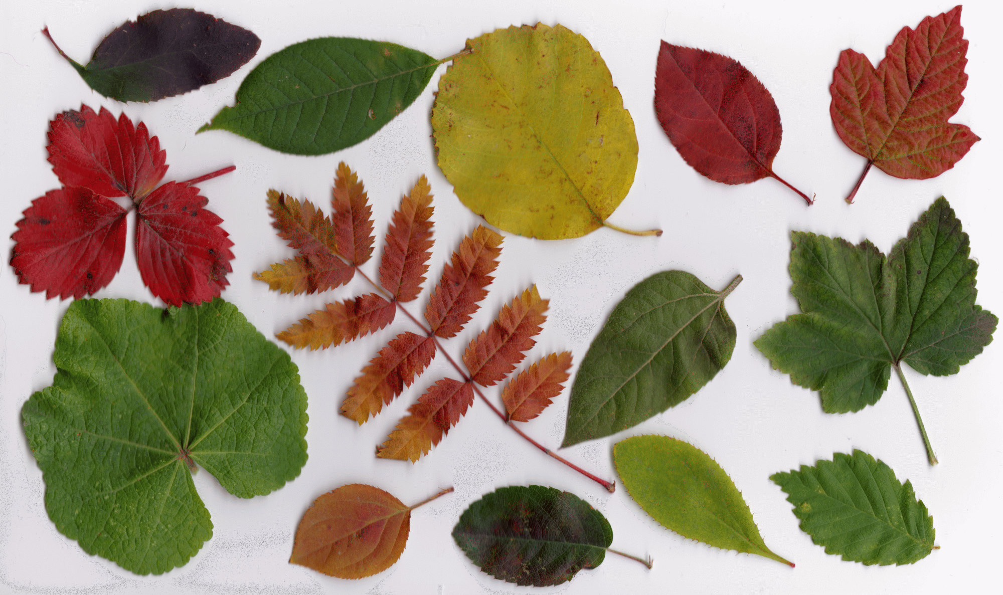 фото различных листьев деревьев